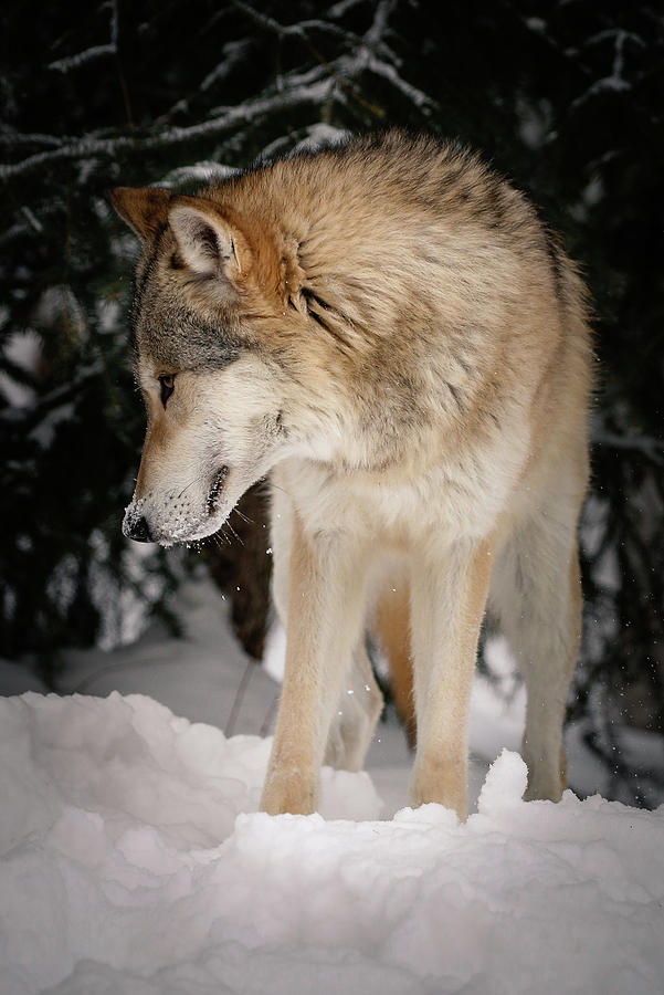 Lone Wolf III Photograph by Athena Mckinzie