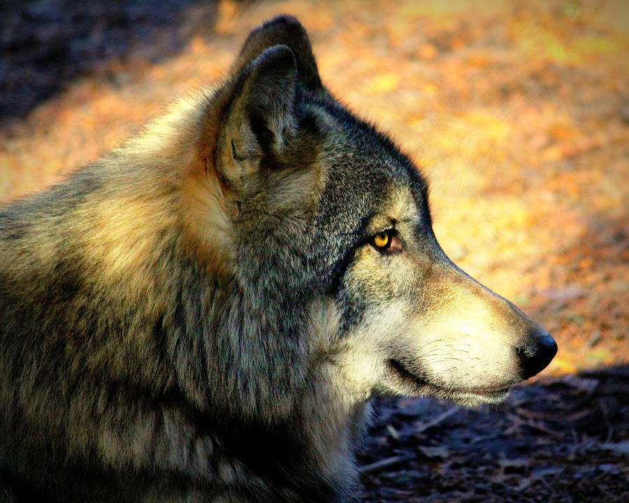 Lone Wolf Photograph by John Olson