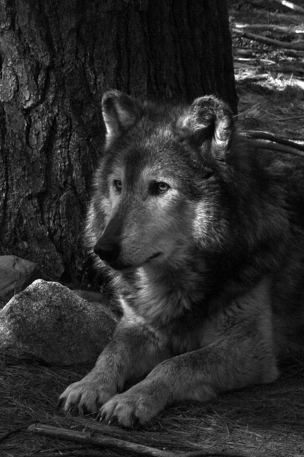 Black And White Photograph - Lone Wolf by Karol Livote