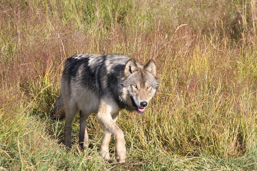 Lone Wolf Photograph by Larry Bloomfield - Fine Art America