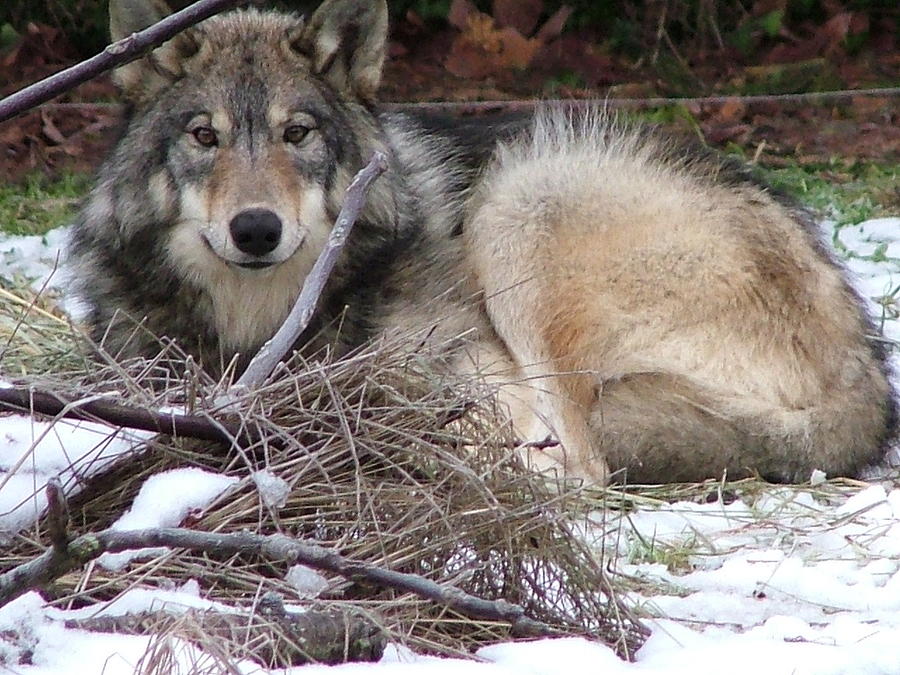 Animal Photograph - Lone Wolf by Nick Gustafson