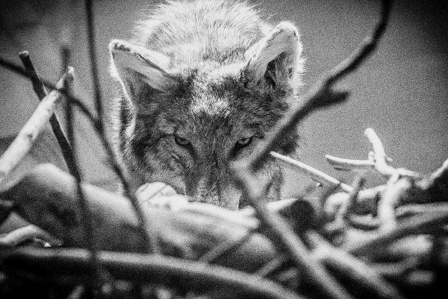 Lone Wolf of the Smithsonian II Photograph by Kathleen Scanlan