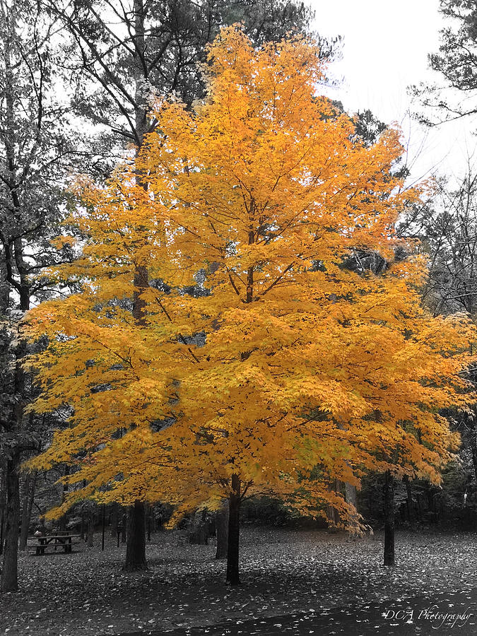 Lone Yellow Autumn Tree Photograph by Doris Aguirre