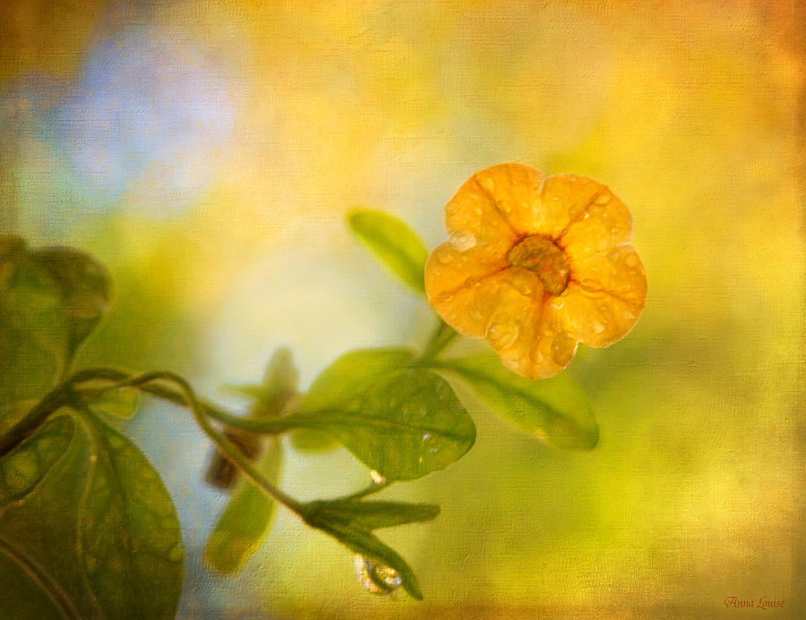 Lone Yellow Flower Photograph by Anna Louise