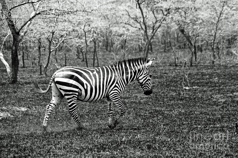 Lone Zebra Photograph by Michael Cinnamond