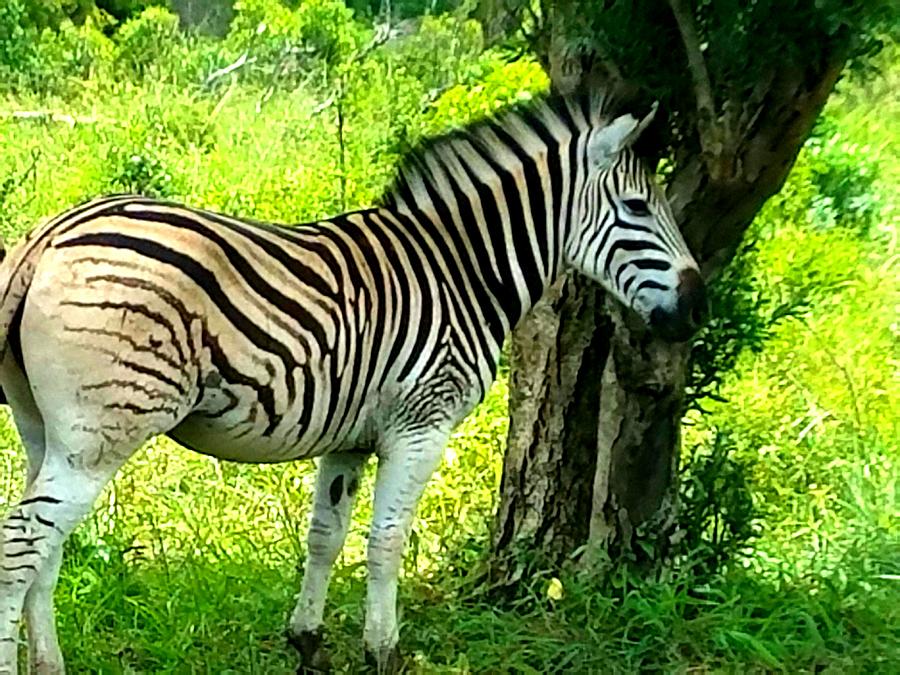 Animal Photograph - Lone Zebra by Vijay Sharon Govender