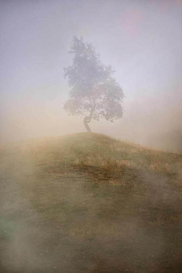 Tree Photograph - Loneliness at foggy dawn by Jaroslaw Blaminsky