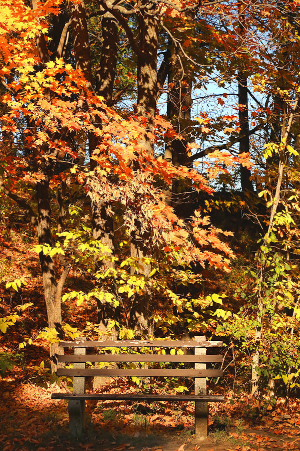 Lonely Bench Photograph by David Stasiak - Fine Art America