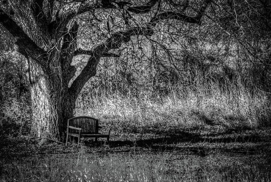 Lonely Bench Photograph by Ross Henton