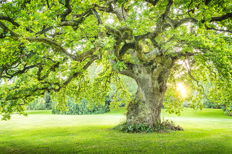 Magical Angel Oak Tree Photograph by Jaffar Ali Afzal