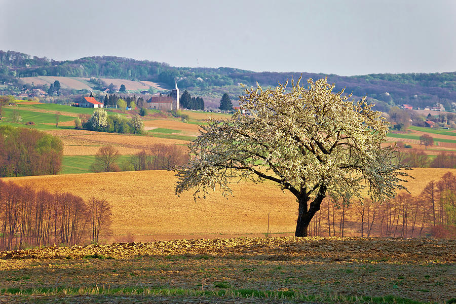 Lonely blossom tree in Prigorje region of Croatia Photograph by Brch Photography
