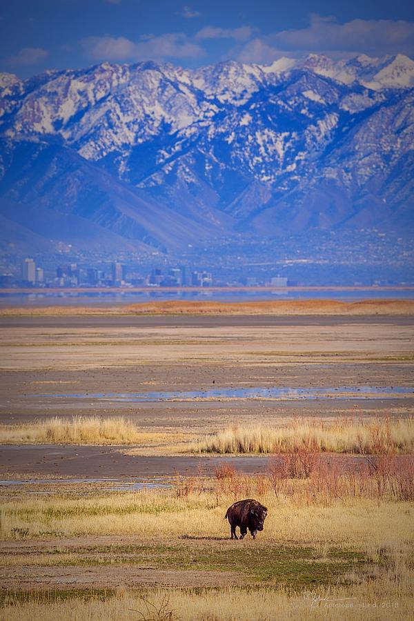 Buffalo Photograph - Lonely buffalo by James Zebrack