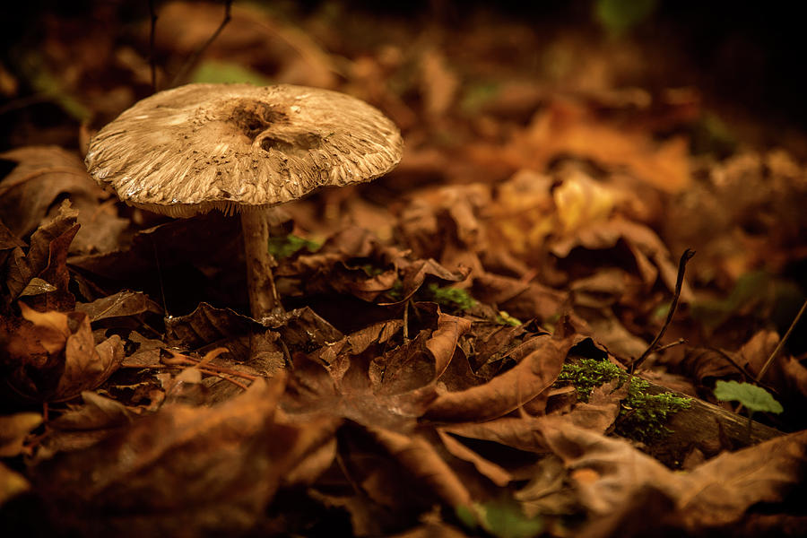 Lonely But Fungi Photograph by Monte Arnold