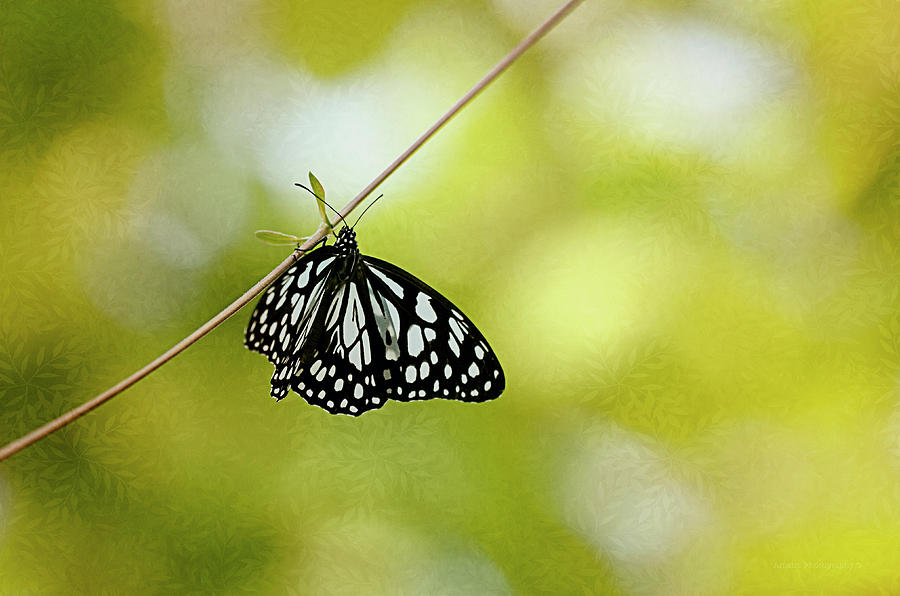 Butterfly Photograph - Lonely Butterfly  by Maria Angelica Maira