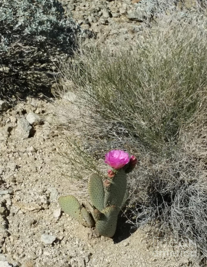 Lonely Cactus Photograph by Fortunate Findings Shirley Dickerson