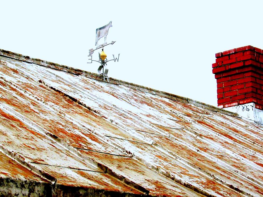 Lonely Cow Stuck On Roof Forever Photograph by Don Struke