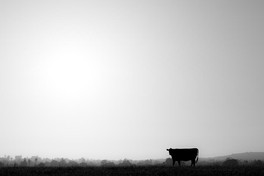 Lonely Cow Photograph by Zach Brown