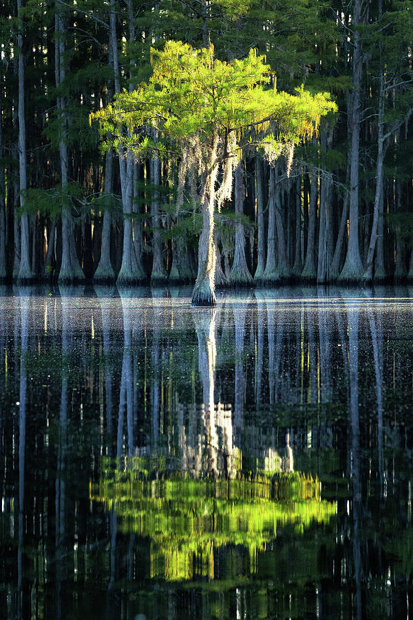 Lonely Cypress - 2 Photograph by Alex Mironyuk