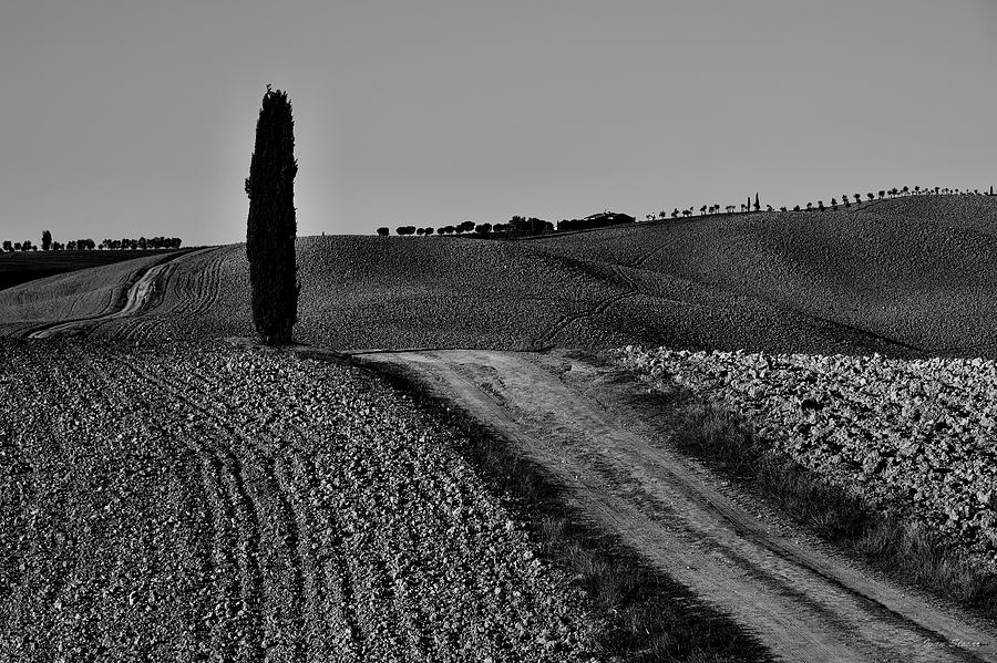 Lonely cypress tree bw Photograph by Ivan Slosar