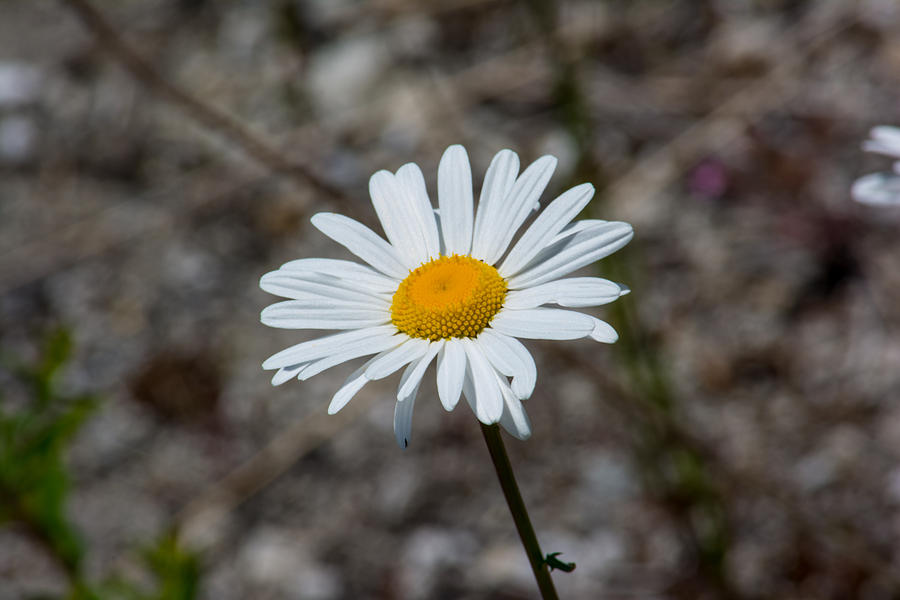 Lonely Daisy Photograph by Tikvahs Hope