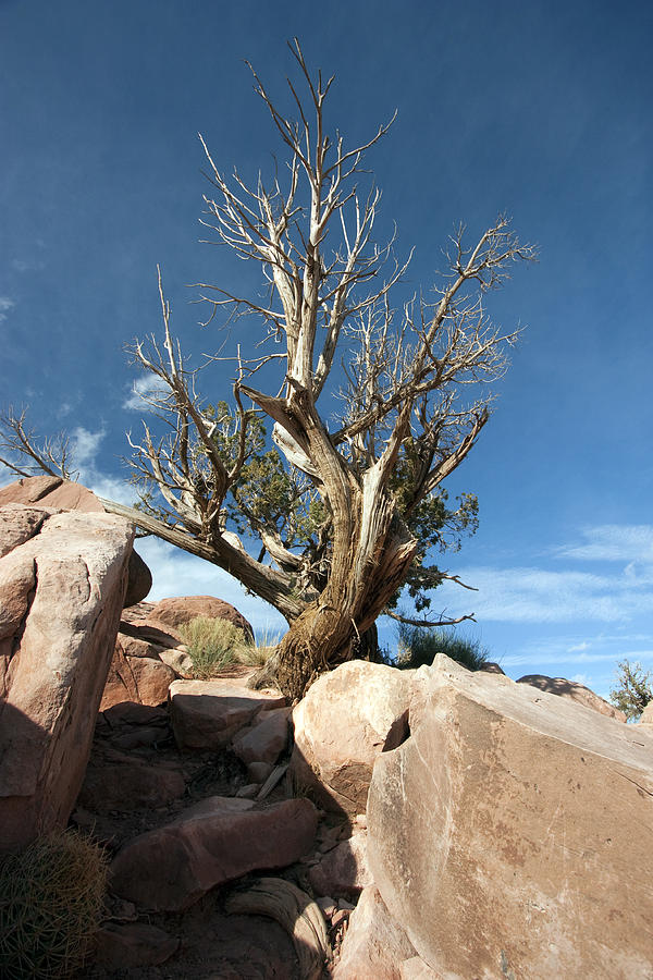Lonely Desert Tree Photograph by Mary Haber
