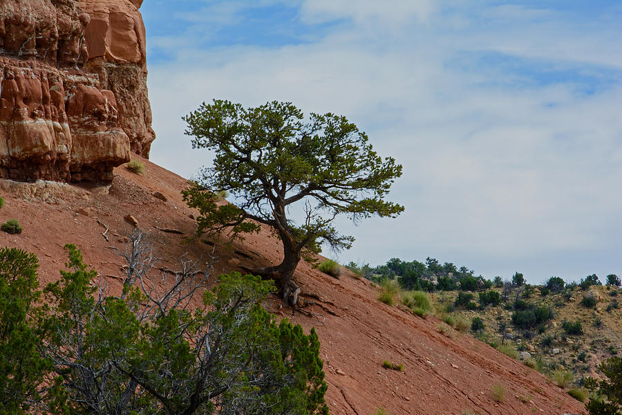 Santa Fe Photograph - Lonely Desert Tree by Tikvahs Hope