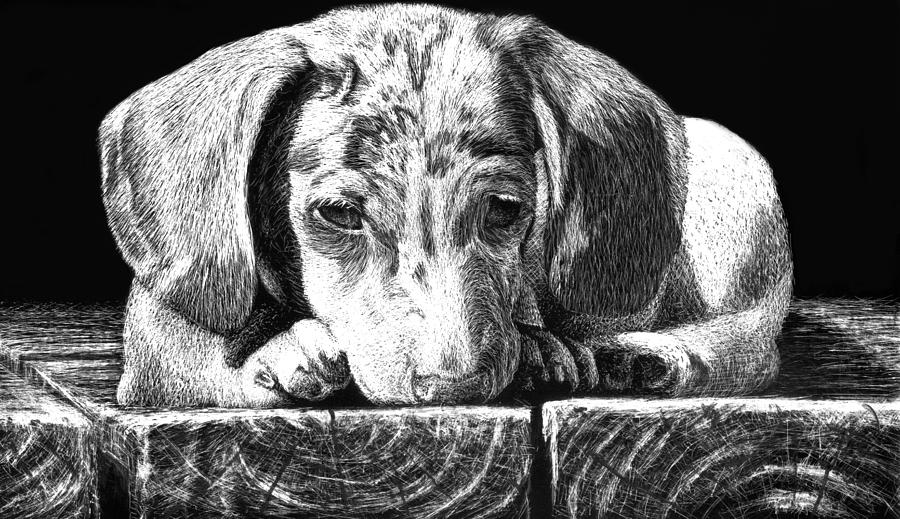 Scratchboard Drawing - Lonely Dog by Nolan Clark Scratchboard Drawing - Lonely Dog by Nolan Clark