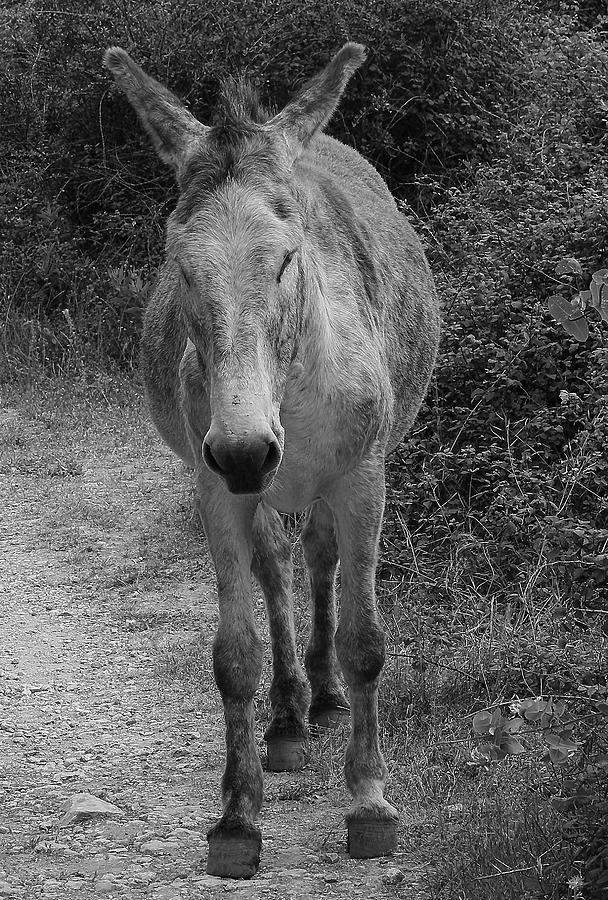 Lonely Donkey Photograph by Jeff Townsend