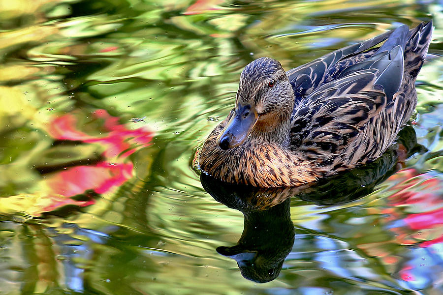 Lonely Duckie Photograph by Elaine Malott