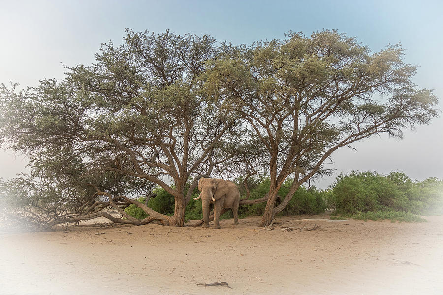 Lonely Elephant Photograph by Rich Isaacman