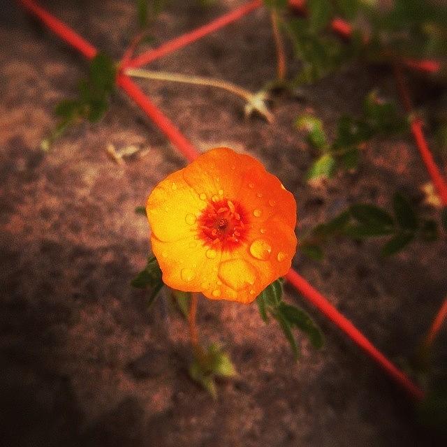 Nature Photograph - Lonely Flower.
#motophoto #motofoto by Stocker BR