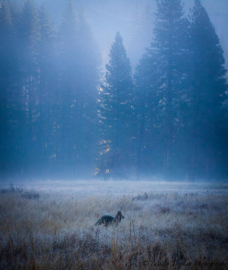 Lonely Fox Photograph by Misty Tienken