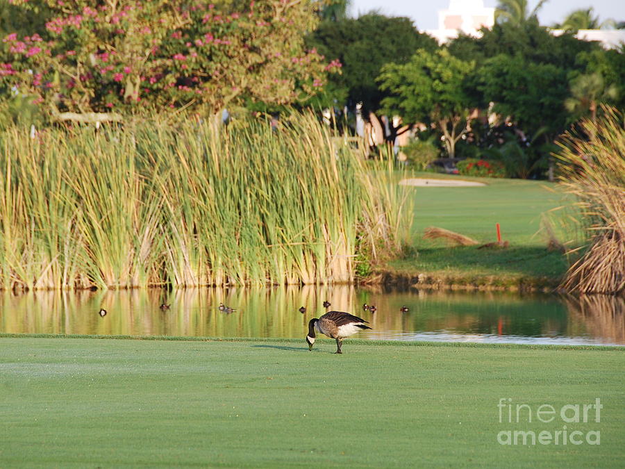 Lonely Goose on the Golf Course Photograph by Jan Daniels