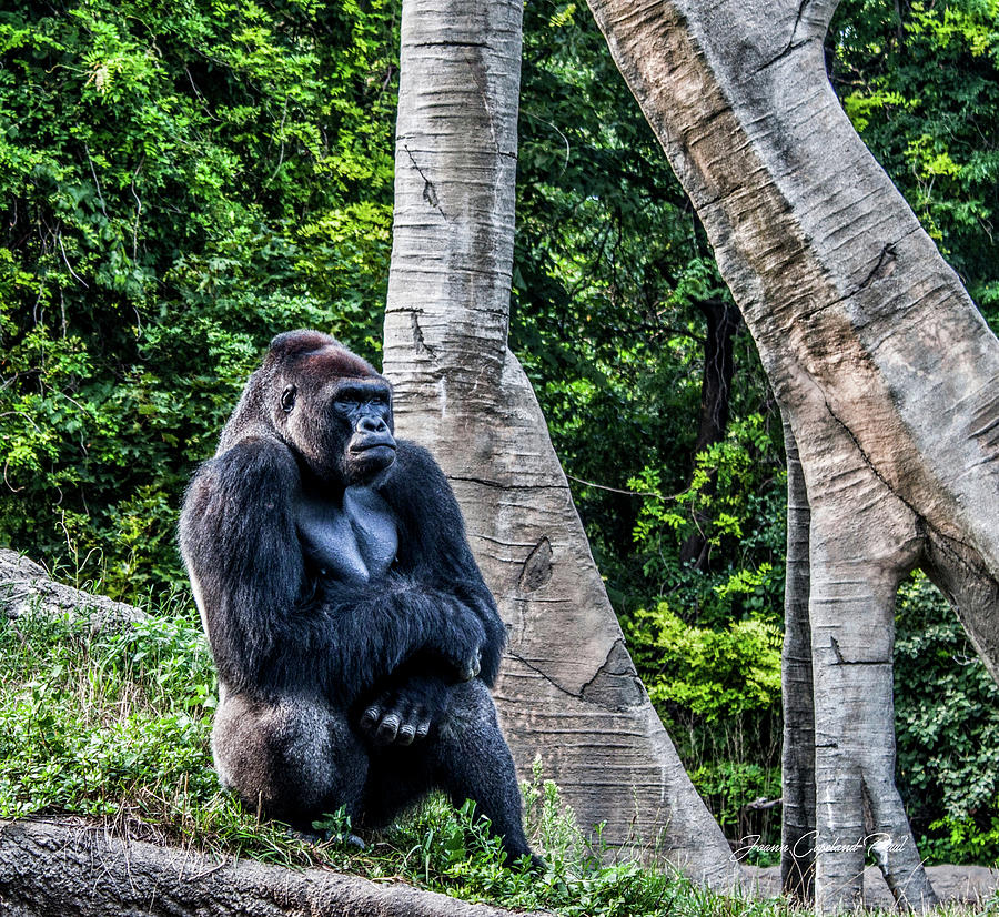Wildlife Photograph - Lonely Gorilla by Joann Copeland-Paul