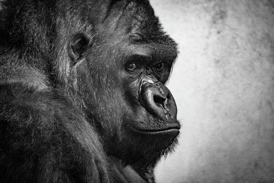 Lonely Gorilla Photograph by Philip Rodgers