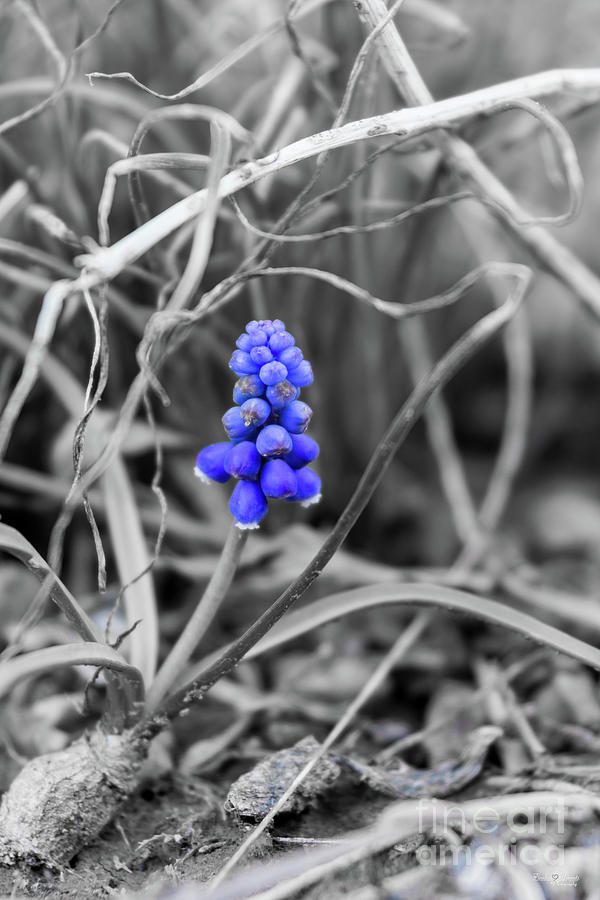 Lonely Grape Hyacinth Select Blue Photograph by Jennifer White
