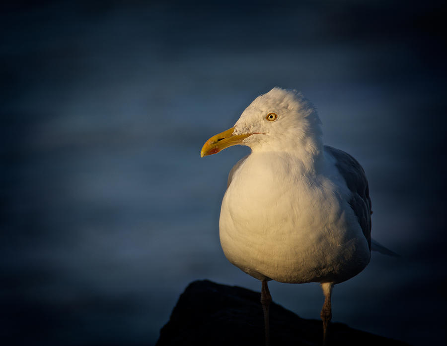 Lonely Gull Photograph by Kathi Isserman