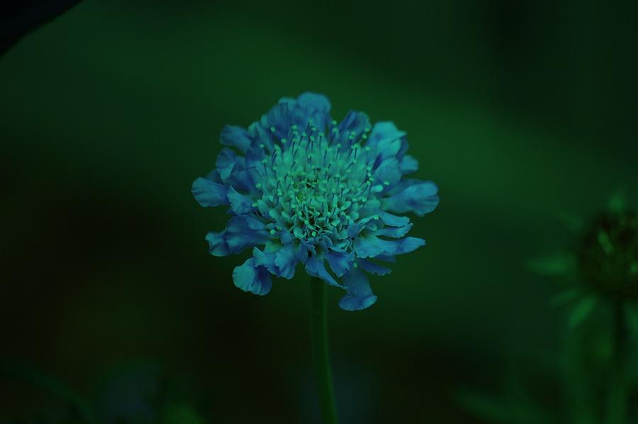 Flower Photograph - Lonely by Helen Carson