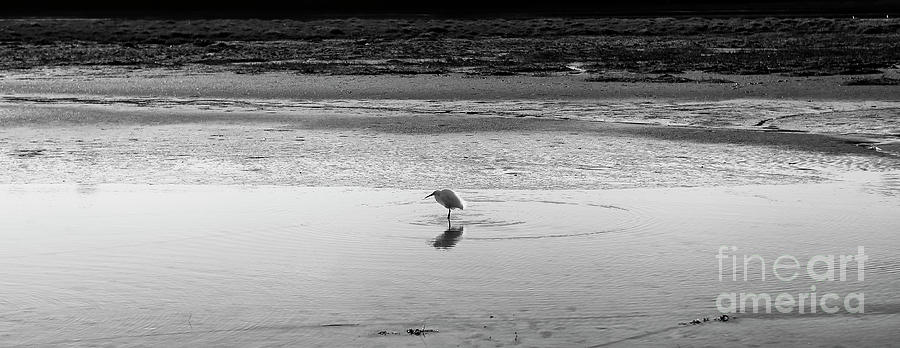 Lonely Heron Photograph by Nicholas Burningham