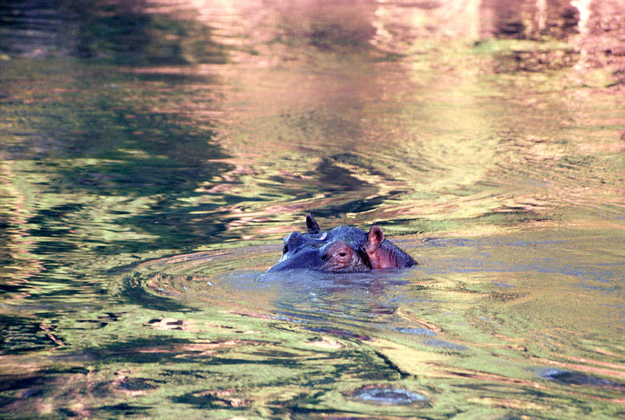 Lonely Hippo Photograph by Sebastian Musial