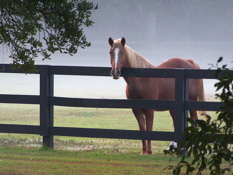 Lonely Horse in Foggy Pasture Photograph by Jerry Griffin