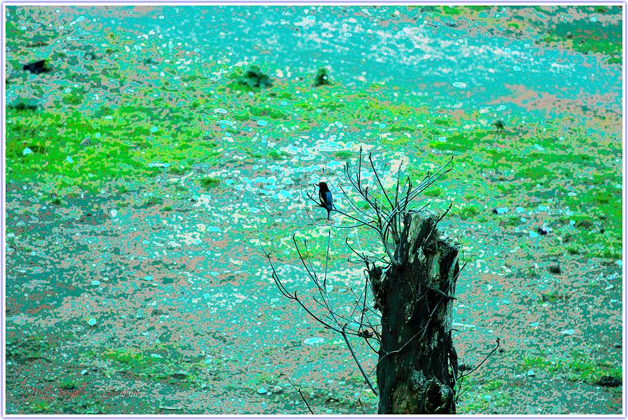 Lonely Kingfisher Photograph by Sonali Gangane