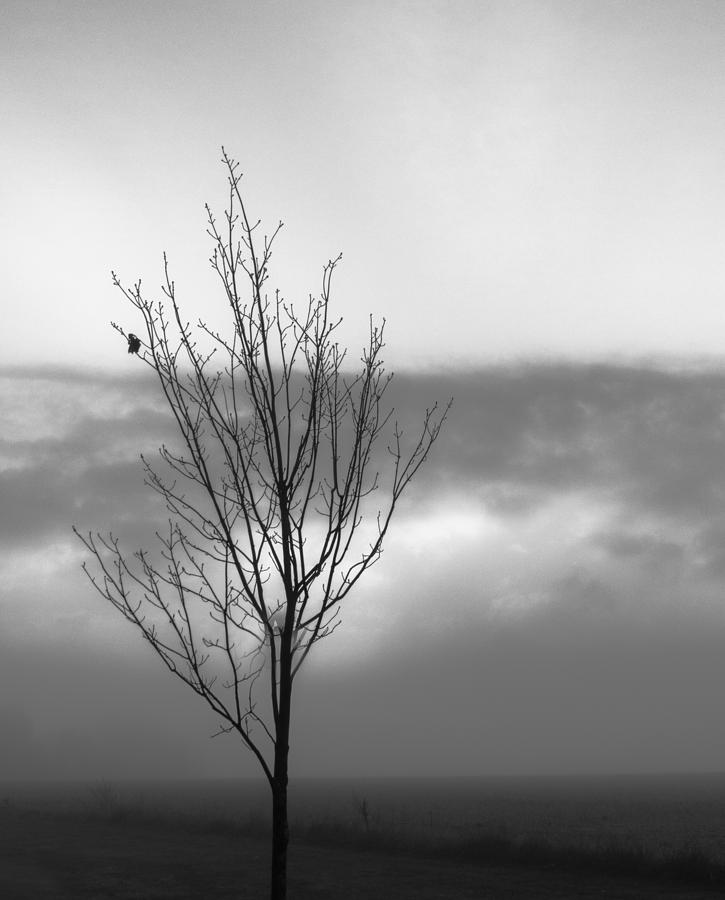 Lonely Leaf Black and White Digital Art by Jennifer Bongiorno - Fine ...