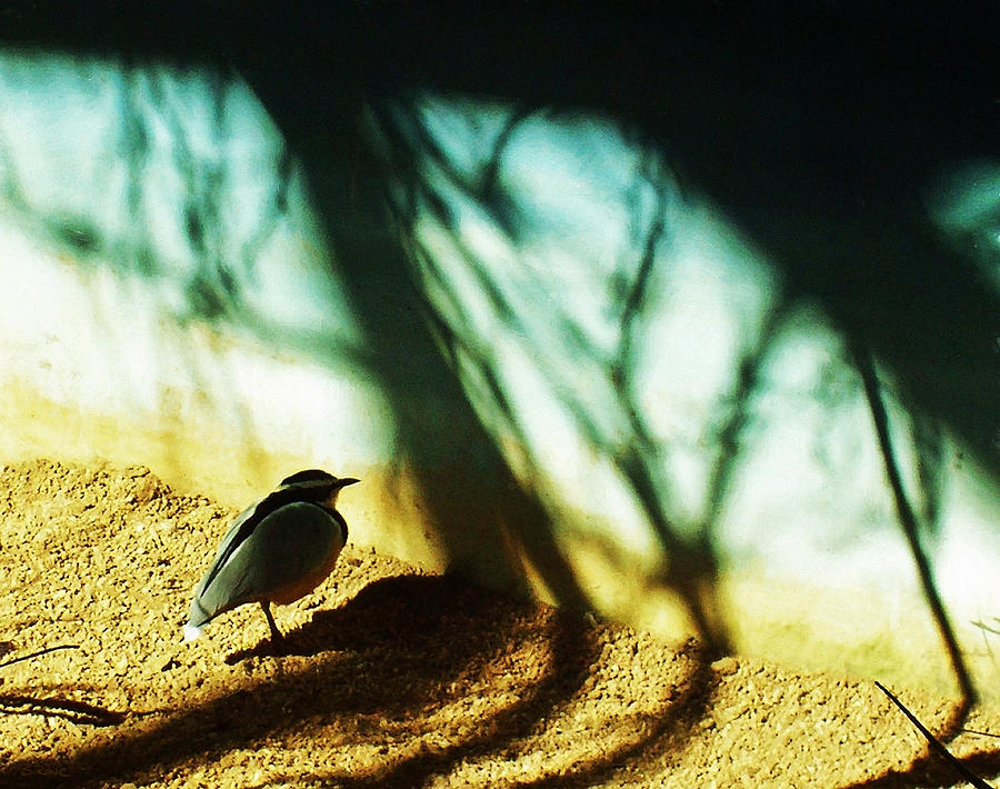 Chickadee Photograph - Lonely Little Bird by Shawna Rowe