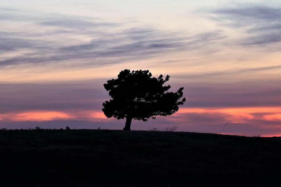 Lonely Little Pine at Sunset Photograph by Sheila Brown