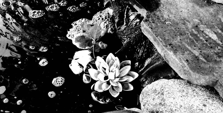Lonely lotus in black and white Photograph by Christine Paris