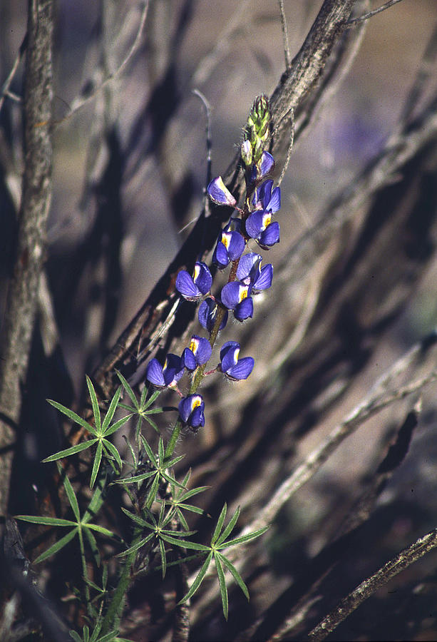 Lonely Lupine Photograph by Randy Oberg