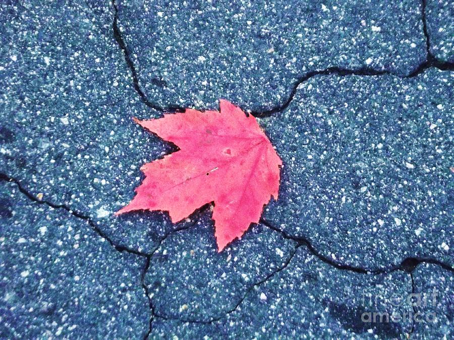 Lonely Maple Photograph by Jessica Wood - Fine Art America