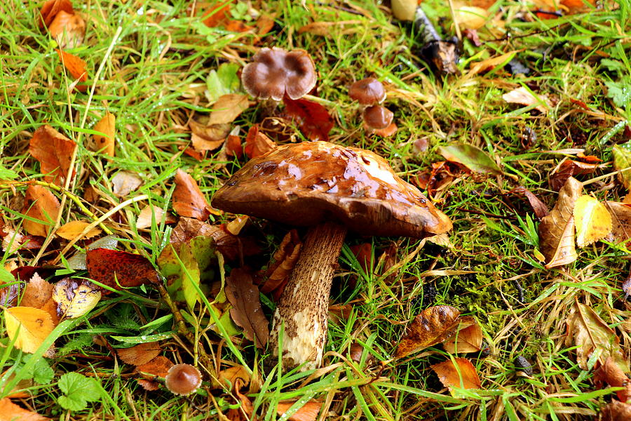 Lonely mushroom Photograph by Lukasz Ryszka