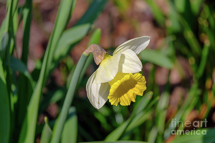 Lonely Narcissus Photograph by Marina Usmanskaya